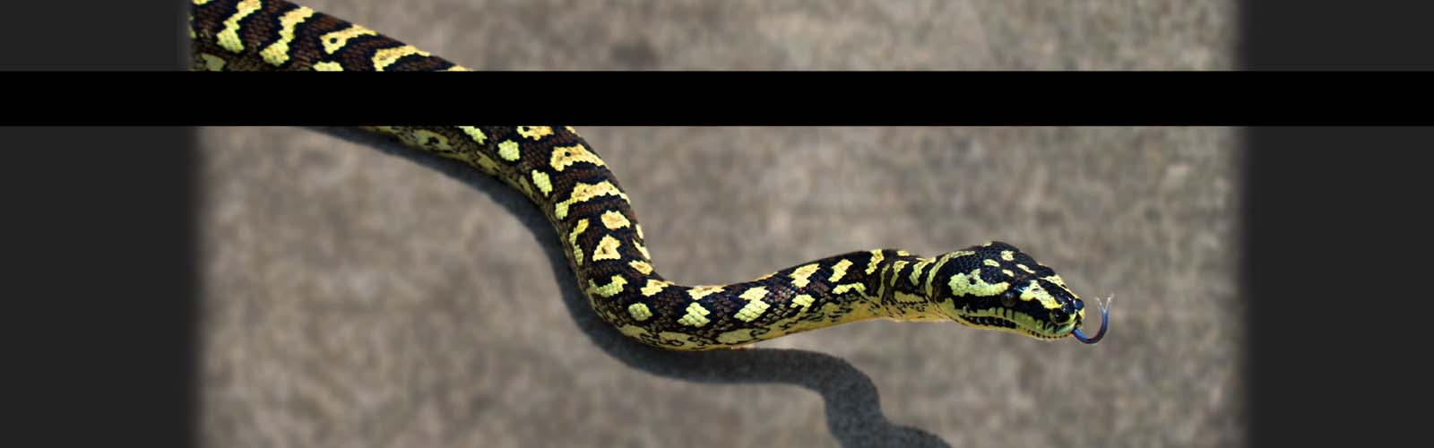 Black and Yellow Snake Slithering