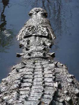 croc swimming