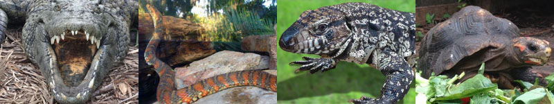 Croc, Snake, Lizard, Tortoise