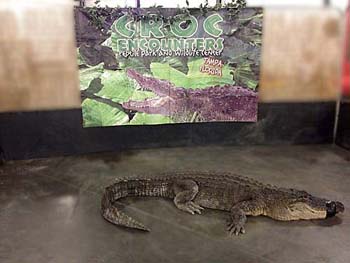 Spike — 10 foot alligator